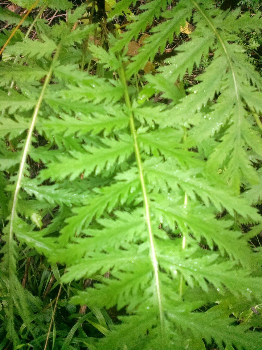 Tanacetum vulgare